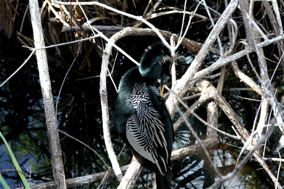 Photo: Leslie Velarde, NPS.