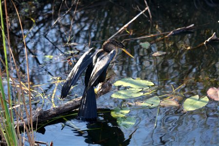 Female Anhinga looking for fish