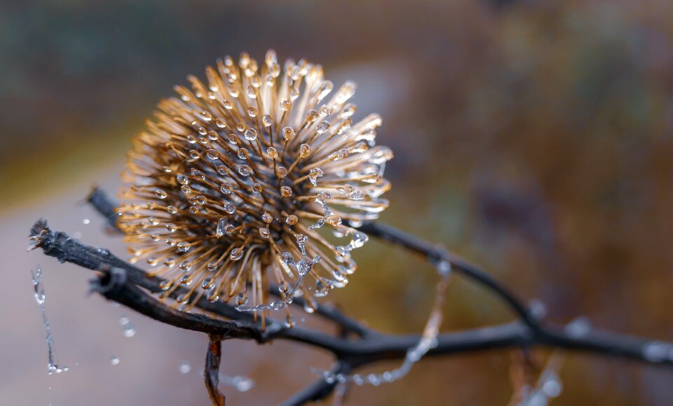 Frozen frost eiskristalle