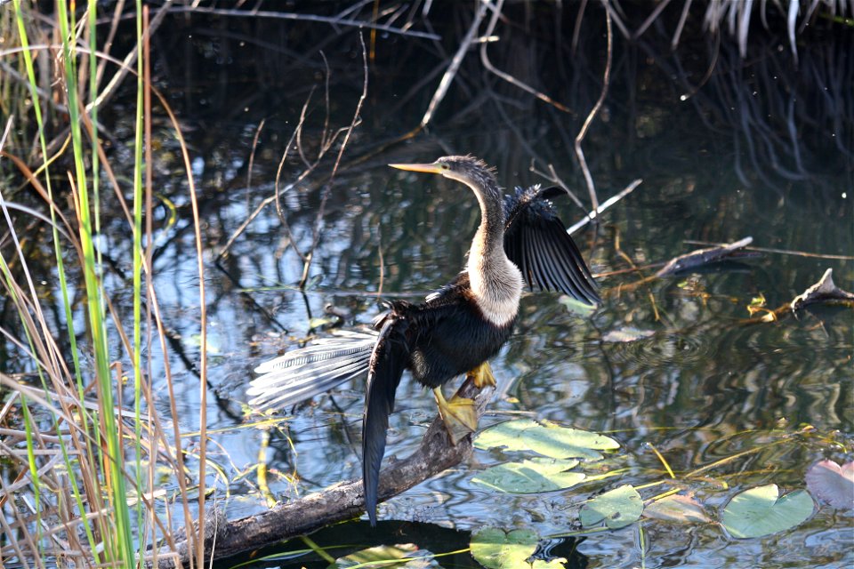 Female Anhinga drying feathers