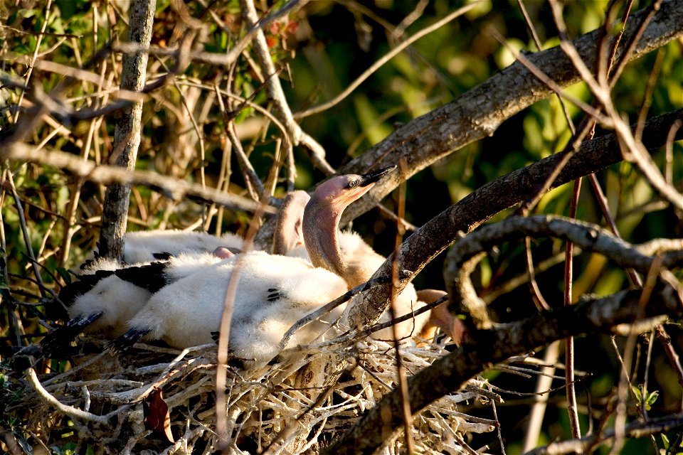 Anhinga - Immature, NPSPhoto, R. Cammauf