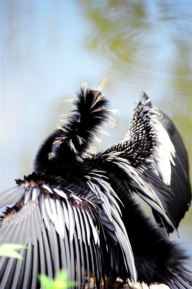 Anhinga Dance, NPSphoto