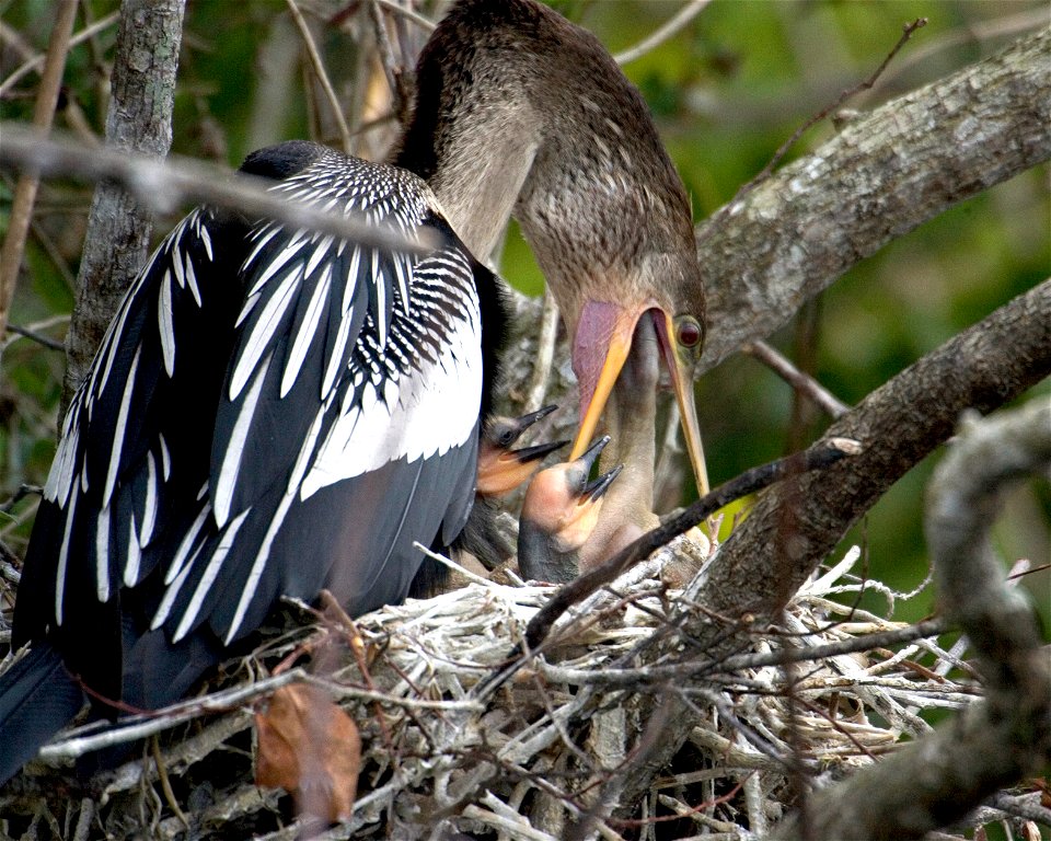 Anhinga feeding her young along the Anhinga Trail, Everglades National Park