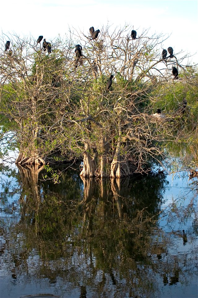 Anhinga Trail, NPSPhoto, R. Cammauf