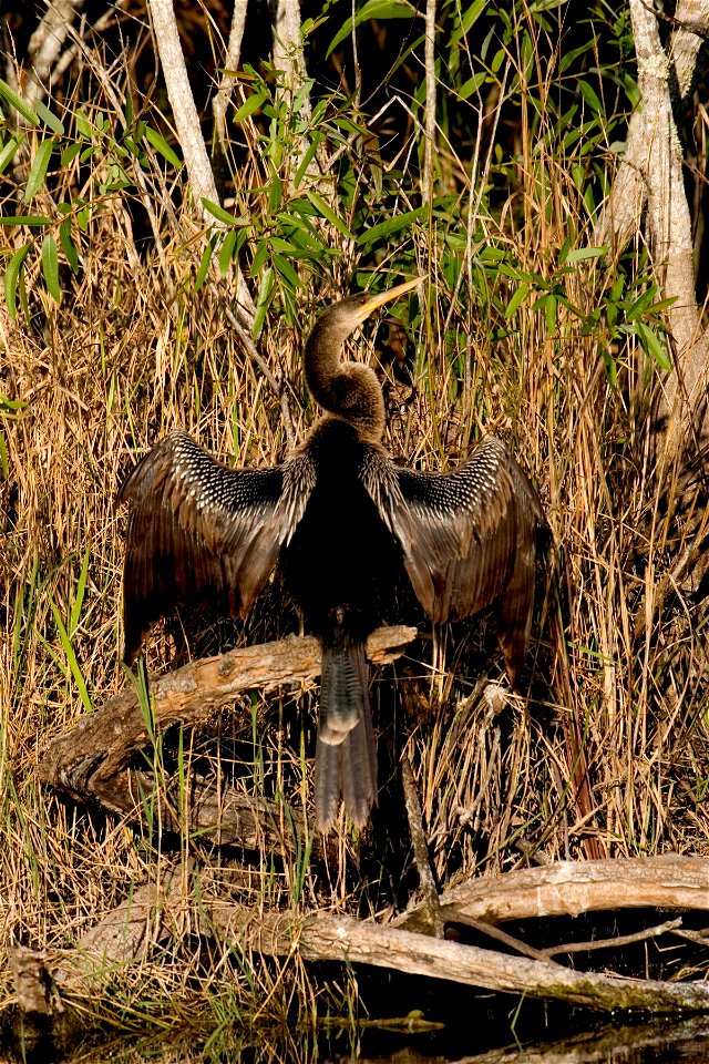 Anhinga, NPSPhoto, R. Cammauf