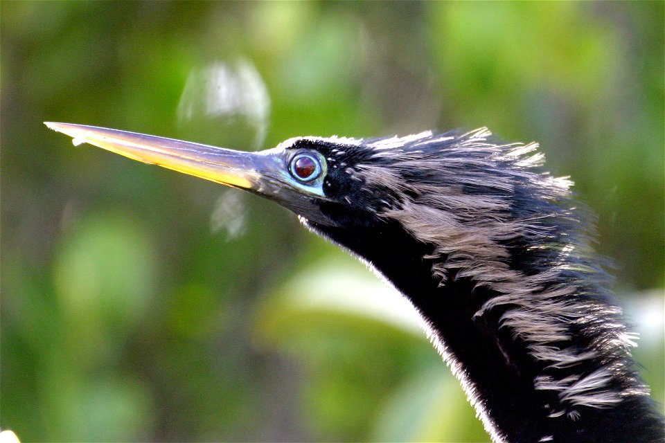 Anhinga- Male, NPSPhoto, R. Cammauf