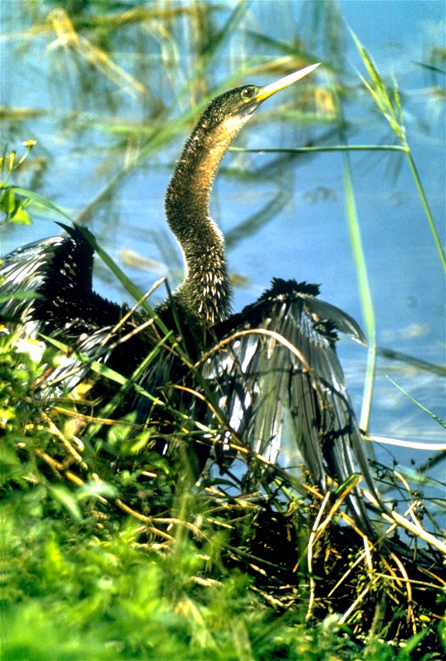 Everglades National Park
Description  Everglades National Park, largest subtropical wilderness in the United States, boasts rare and endangered species. It has been designated a World Heritage Site, I