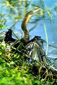 Everglades National Park
Description  Everglades National Park, largest subtropical wilderness in the United States, boasts rare and endangered species. It has been designated a World Heritage Site, I