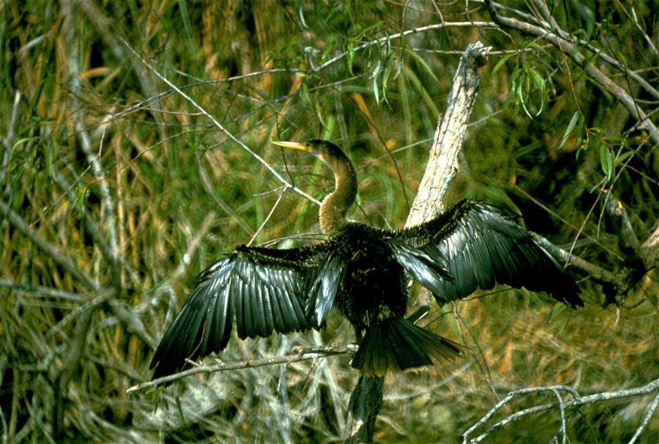 Everglades National Park
Description  Everglades National Park, largest subtropical wilderness in the United States, boasts rare and endangered species. It has been designated a World Heritage Site, I