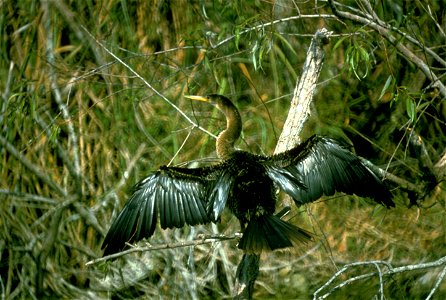 Everglades National Park
Description  Everglades National Park, largest subtropical wilderness in the United States, boasts rare and endangered species. It has been designated a World Heritage Site, I