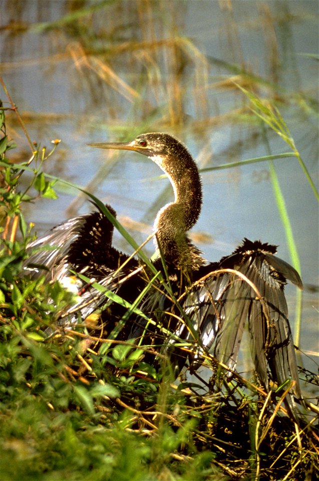 Everglades National Park
Description  Everglades National Park, largest subtropical wilderness in the United States, boasts rare and endangered species. It has been designated a World Heritage Site, I
