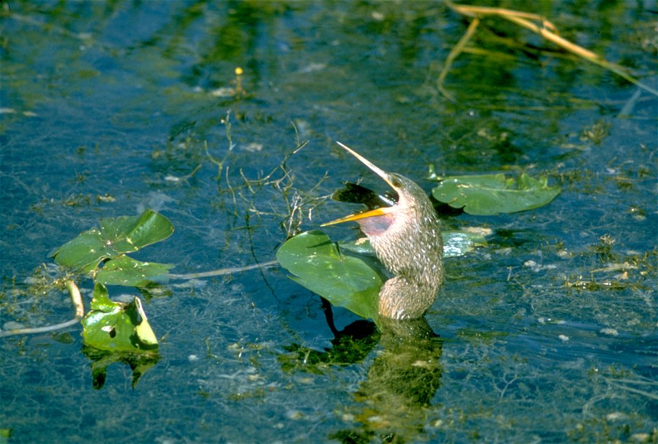 Everglades National Park
Description  Everglades National Park, largest subtropical wilderness in the United States, boasts rare and endangered species. It has been designated a World Heritage Site, I