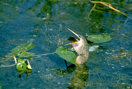 Everglades National Park
Description  Everglades National Park, largest subtropical wilderness in the United States, boasts rare and endangered species. It has been designated a World Heritage Site, I