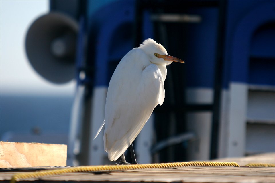 A Cattle Egret on the NOAA Ship DAVID STARR JORDAN. 

Pacific Ocean, Tropical.
