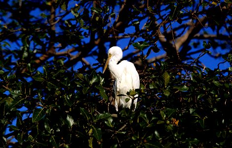 Cattle egret. Australia.