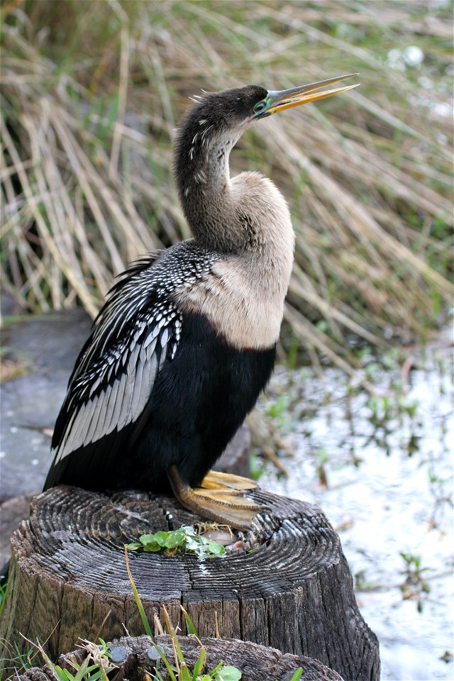 Anhinga on Hilton Head Island.
