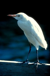 Bubulcus ibis photo