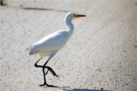 Cattle Egret (Bubulcus ibis) at Pelican Island National Wildlife Refuge Credit: Keenan Adams (USFWS) photo