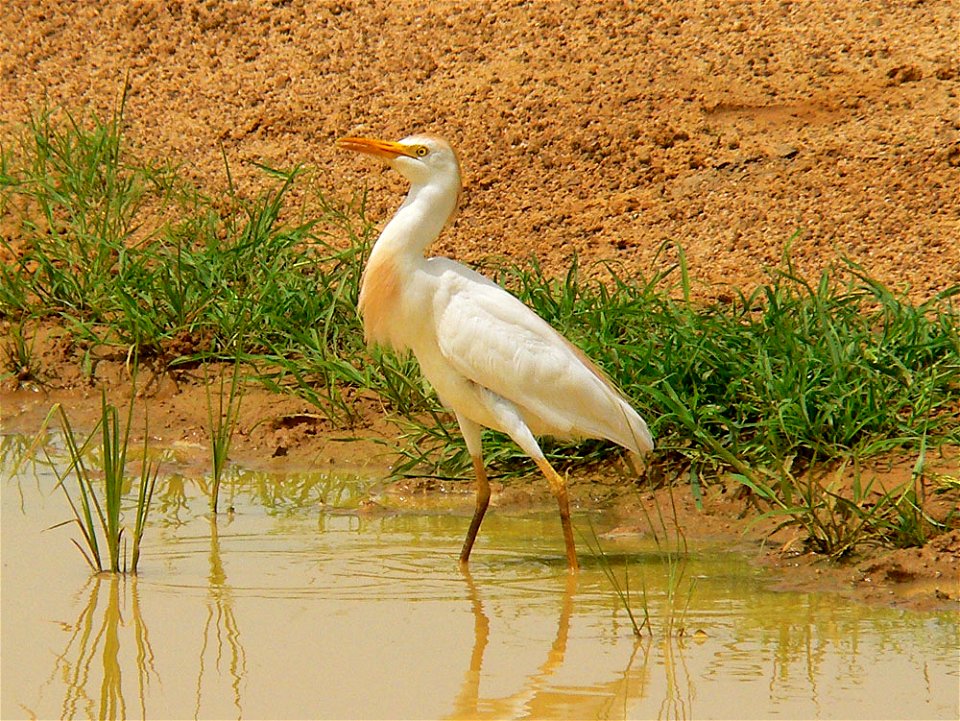 Cattle egret, Bubulcus ibis, photographed near Wacha (Département de Zinder) , eastern Niger.