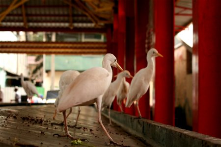 Bubulcus ibis ("Cattle Egret") in the market hall in Victoria, Seychelles