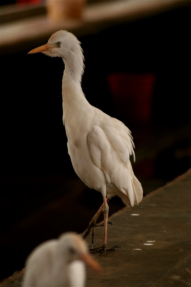 Bubulcus ibis ("Cattle Egret") in the market hall in Victoria, Seychelles