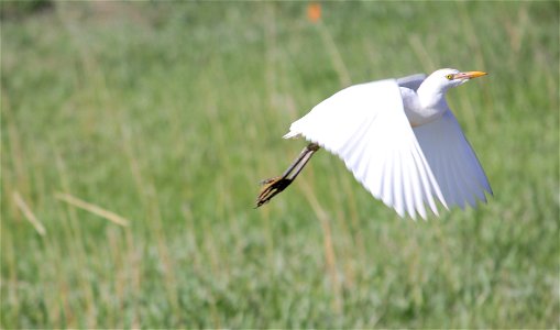Cattle egrets are commonly found near herds of cattle or other grazers. They eat insects and other small animals (frogs, snakes, mice, etc.) that are stirred up by the moving ungulates. They can be id