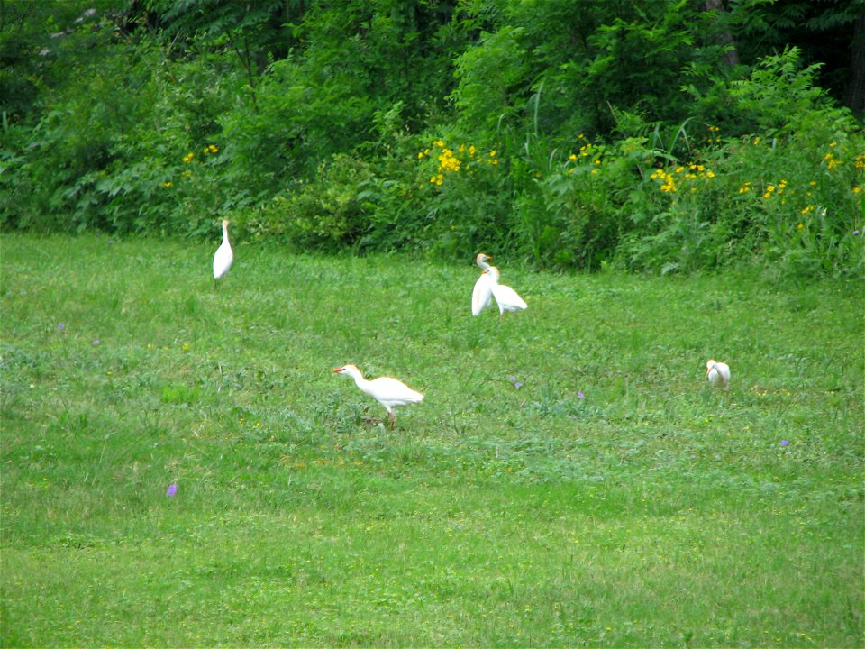 Bruce Oksol, personal Canon digital camera.

Taken on Lackland Air Force Base, San Antonio, TX, on April 24, 2007.  Two flocks of cattle egrets noted; stayed in local area for about one week before fl