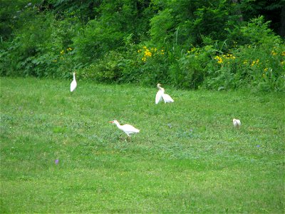 Bruce Oksol, personal Canon digital camera.

Taken on Lackland Air Force Base, San Antonio, TX, on April 24, 2007.  Two flocks of cattle egrets noted; stayed in local area for about one week before fl