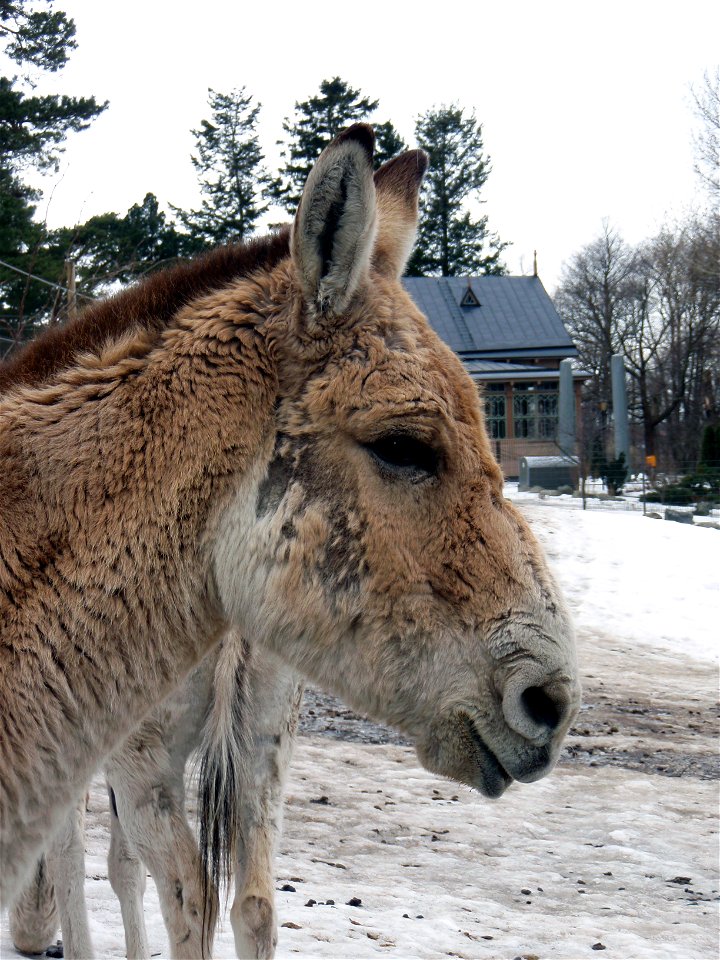 Turkmenian Kulan (Equus hemionus kulan) at Korkeasaari Zoo.