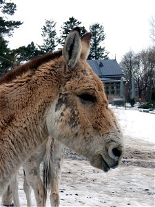 Turkmenian Kulan (Equus hemionus kulan) at Korkeasaari Zoo.