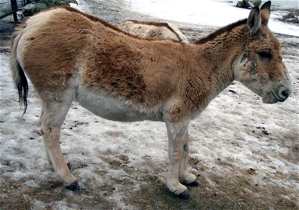 Turkmenian Kulan (Equus hemionus kulan) at Korkeasaari Zoo. photo