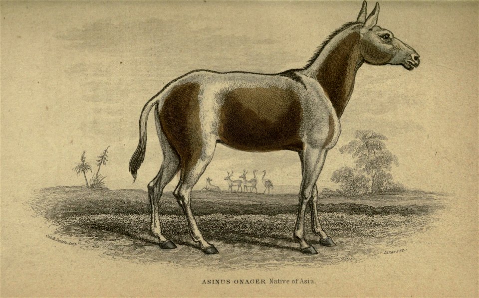 Horses.  By Lieut.-Col. Charles Hamilton Smith ...