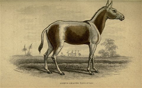 Horses.  By Lieut.-Col. Charles Hamilton Smith ...