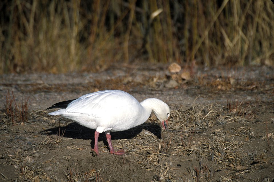 Chen caerulescens NBII