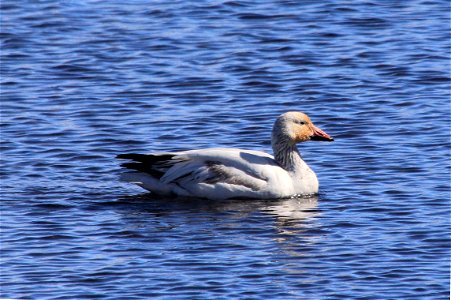 The Snow Goose is a white-bodied goose with black wingtips. This photo from the National Elk Refuge clearly captures the characteristic pink bill with a dark line along it, often called a "grinning pa