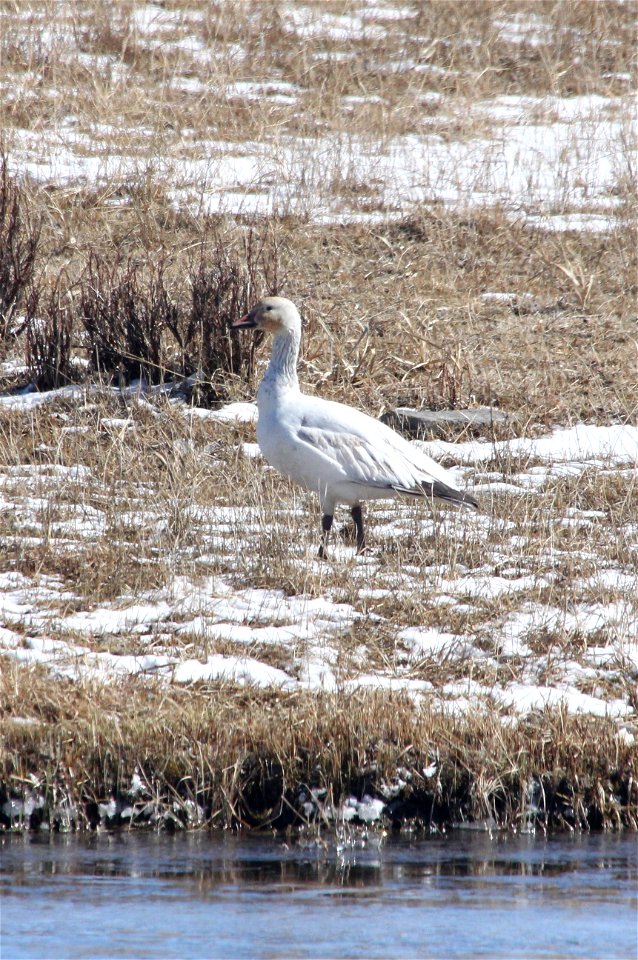 A snow goose stopped by the National Elk Refuge during its spring migration. During spring and fall, the geese will stop over in open habitats along four major North American flyways.

Credit: USFWS /