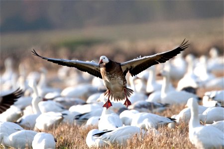 Blue Goose photo