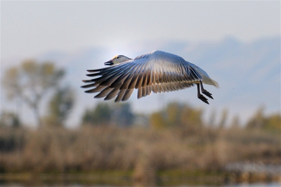 Sacramento National Wildlife Refuge, CA 

Photo: George Lamson, Creative Commons