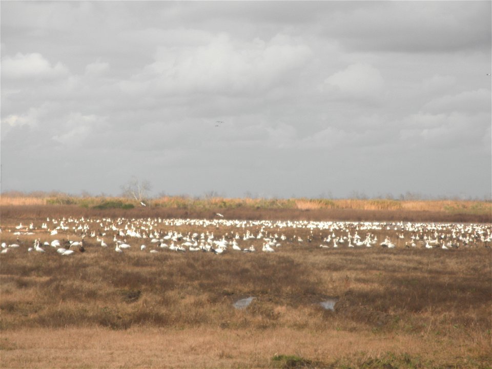 February 15, 2012- Bell City, Louisiana: Geese out in the field. Photo by Corey Douglas www.fws.gov/swlarefugecomplex