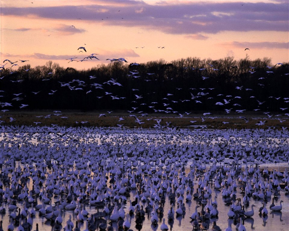 Bombay Hook NWR, Smyrna, Delaware: hundreds of thousands of ducks and geese arrive in the fall to rest and feed before heading further south or to winter over.