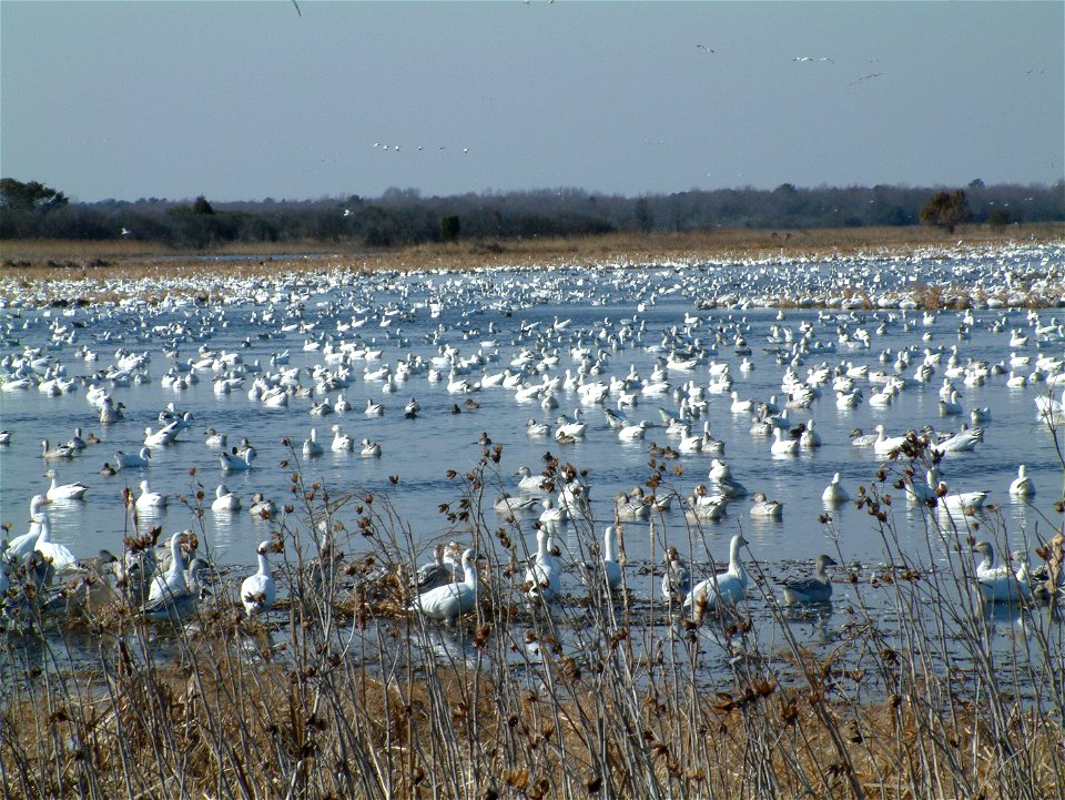 Waterfowl fill a marsh at Prime Hook National Wildlife Refuge in Delaware.