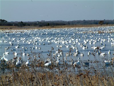 Waterfowl fill a marsh at Prime Hook National Wildlife Refuge in Delaware.