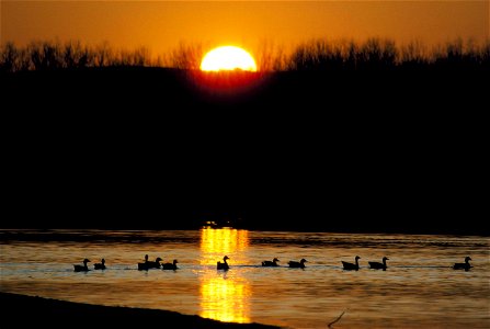 Image title: Snow geese birds in lake at sunrise
Image from Public domain images website, http://www.public-domain-image.com/full-image/nature-landscapes-public-domain-images-pictures/sunrise-public-d