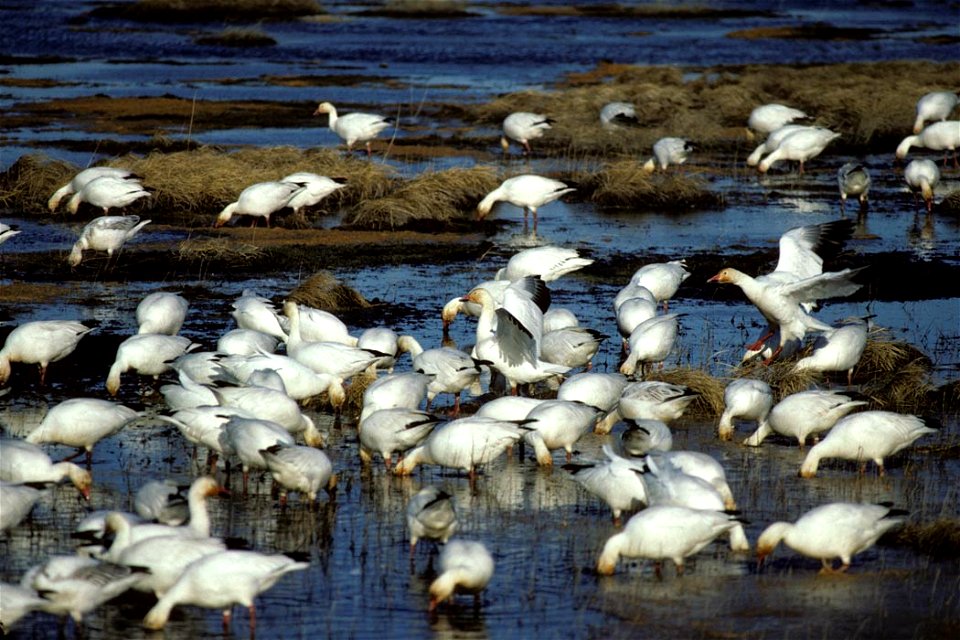 Snow Geese Flock at Water, Kenai National Wildlife Refuge