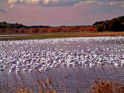 Snow geese in the fall at Prime Hook National Wildlife Refuge. Credit: USFWS photo