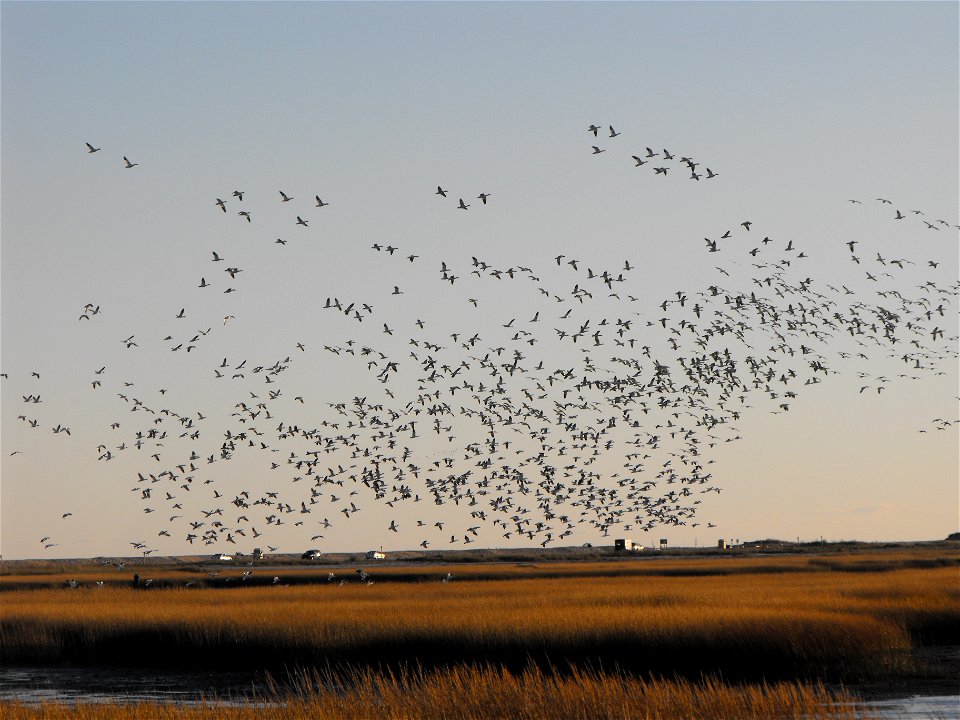 Snow geese take flight over Tom's Cove at Chincoteague National Wildlife Refuge / Assateague Island National Seashore.


Credit: Emma Kerr/USFWS