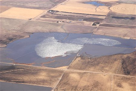 Approximately 332,000 snow geese on a Rainwater Basin wetland during spring migration. This is an untouched photo of a privately owned wetland known as Moses Hill in Phelps Co., NE. The few remaining 