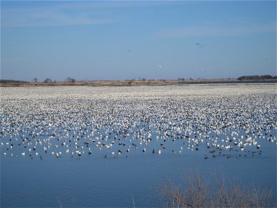 It is difficult to fit 750,000 geese into a single frame! These migratory birds began arriving at Tewaukon National Wildlife Refuge (SE North Dakota) on Thursday March 10th 2016 and their numbers gra photo