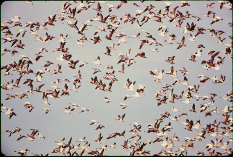 Airborne flocks of blue geese and snow geese stop at the squaw creek national wildlife refuge near Mound City, Missouri, at the northwest corner of the state. the refuge is approximately 6,000 acres a
