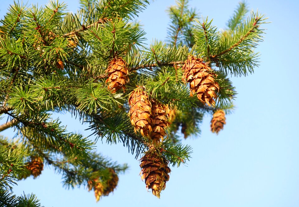Autumn conifer branch